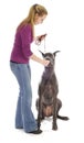 Dog obedience training Royalty Free Stock Photo