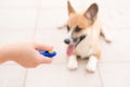 Dog obedience training with clicker Royalty Free Stock Photo