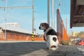 The dog is obediently waiting for his master at the station. The concept of devotion, loyalty and friendship. A beagle dog looking