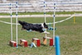 Dog on the obstacle on agility sport competition