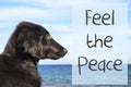 Dog At Ocean, Text Feel The Peace