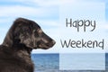 Dog At Ocean, Text Happy Weekend