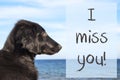 Dog At Ocean, Text I Miss You Royalty Free Stock Photo