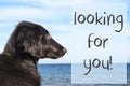 Dog At Ocean, Text Looking For You Royalty Free Stock Photo