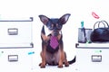 Dog office worker. A dog in a tie and a white collar in the office. Royalty Free Stock Photo