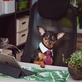 Dog office worker. A dog in a tie and a white collar in the office.Director, Manager, Worker fun Royalty Free Stock Photo