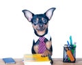 Dog office worker isolated. A dog in a tie and a white collar in Royalty Free Stock Photo