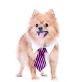 Dog office worker isolated. A dog in a tie and a white collar in Royalty Free Stock Photo