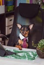 Dog office worker. A dog in a tie and a white collar in the office.Director, Manager, Worker fun Royalty Free Stock Photo