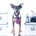 Dog office worker. A dog in a tie and a white collar in the office. Royalty Free Stock Photo