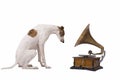 Dog and old gramophone Royalty Free Stock Photo