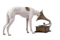 Dog and old gramophone Royalty Free Stock Photo