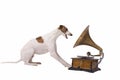 Dog and old gramophone Royalty Free Stock Photo