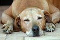 Dog old sleeping Royalty Free Stock Photo