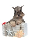 Dog with old treasure chest Royalty Free Stock Photo