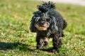 Dog oldness. Old poodle dog pees on nature Royalty Free Stock Photo