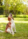 Barking beagle in summer garden