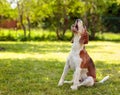 Barking beagle in summer garden