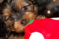 Dog opening Christmas Present Royalty Free Stock Photo