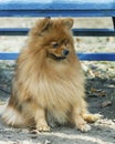 Dog orange pomeranian Spitz cute and fluffy