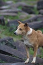 Dog with orange and white fur sitting on a rock in mount Padang megalithic sites Cianjur, West Java, Indonesia. Indonesian
