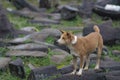 Dog with orange and white fur sitting on a rock in mount Padang megalithic sites Cianjur, West Java