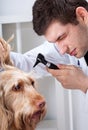 Dog during otoscope examination