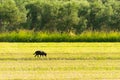 Dog out in the nature. A bucolic scenery.