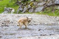 Beautiful long haired dog in a river, Bichon Havanais breed