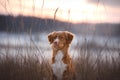 Dog outdoors in Christmas trees, winter mood