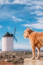 Dog outdoors in nature and an iconic windmill