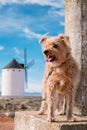 Dog outdoors in nature and an iconic windmill