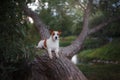 Dog outdoors in a tree outside, breed Jack Russell Terrier