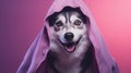 Dog Outfitted In A Spooky Vampire Cloak And Fangs For Halloween Pastel Light Purple And Light Crimso Royalty Free Stock Photo