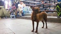 Dog outside shop, Hanoi, Vietnam