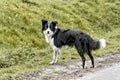 border collie dog outside staring into the photocamera Royalty Free Stock Photo