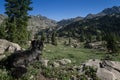 Dog Overlooking Colorado Mountains