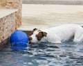 Dog with an oversized ball