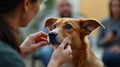 A dog owner engaging with their pet at a behavior workshop using gentle hand signals in a training session outdoors Royalty Free Stock Photo