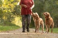 Dog owner goes for a walk with cute two dogs Royalty Free Stock Photo