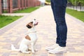 Dog and owner Jack Russell Terrier in anticipation of a walk in the park, on the street, patient and obedient. Education and train