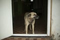 Dog without owner. Pet is waiting for food. Homeless animal Royalty Free Stock Photo