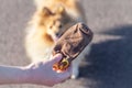 Dog owner plays with his dog