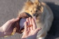 Dog owner plays with his dog