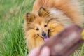 Dog owner plays with his dog