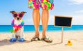 Dog and owner  summer holidays Royalty Free Stock Photo