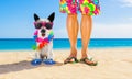 Dog and owner  summer holidays Royalty Free Stock Photo