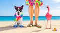 Dog and owner  summer holidays Royalty Free Stock Photo