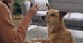 Dog owner training tricks to africanis mixbreed canine with food. Clever pet learning to give paw on command and getting
