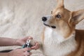 Dog owner trims the nails of his pet red welsh corgi pembroke, Trimming the dog claws. Dog`s claw being trimmed with special Royalty Free Stock Photo